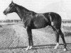 stallion Podvig (Russian Trakehner, 1963, from Piligrim)