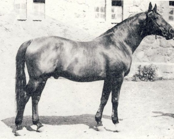 stallion Fokus (Russian Trakehner, 1963, from Fidelio xx)