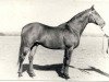 stallion Fidelio xx (Thoroughbred, 1942, from Ferro xx)