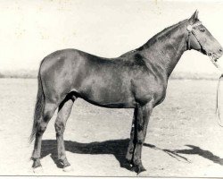 stallion Fidelio xx (Thoroughbred, 1942, from Ferro xx)