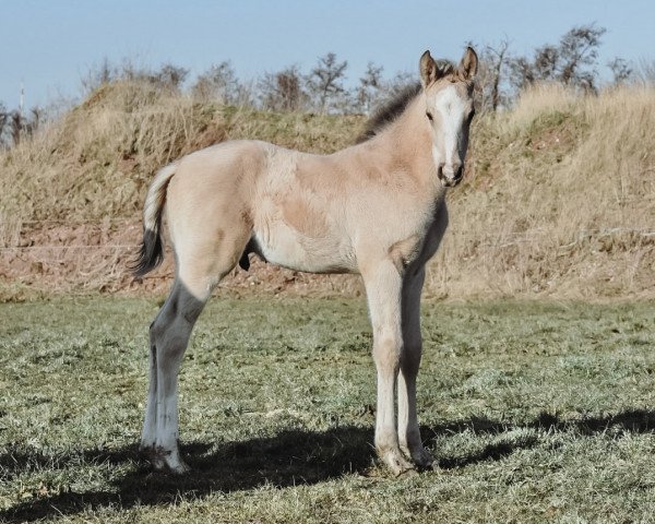 horse Destino Mio (German Warmblood, 2022, from Jesko)