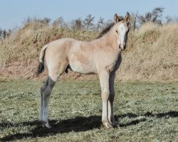 horse Destino Mio (German Warmblood, 2022, from Jesko)