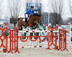 jumper Hh Fyloe (Belgian Warmblood, 2005, from Burggraaf)