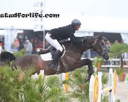 Springpferd Canavaro de Muze (Belgium Sporthorse, 2008, von Bamako de Muze)