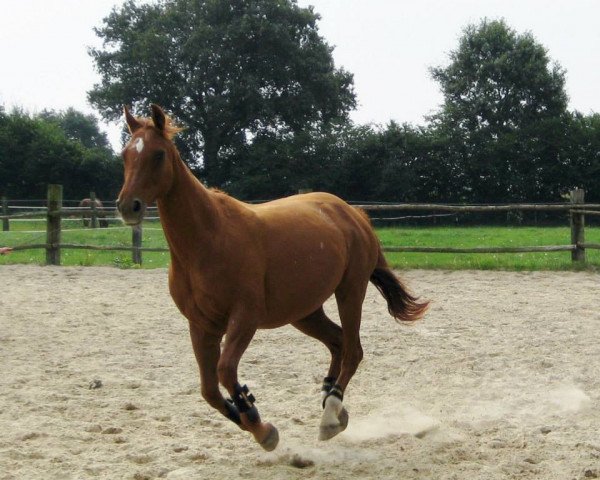 broodmare Dulcinea (Hanoverian, 1994, from Derwisch)