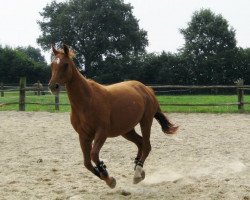 broodmare Dulcinea (Hanoverian, 1994, from Derwisch)