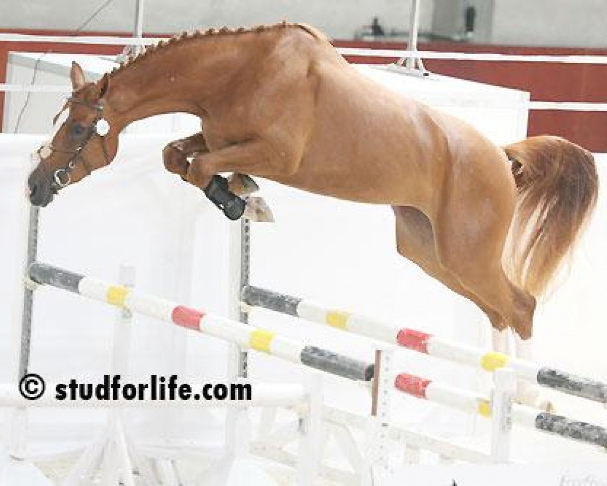 broodmare Baby Fee des Hazalles (Belgium Sporthorse, 2007, from President)