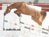 broodmare Baby Fee des Hazalles (Belgium Sporthorse, 2007, from President)