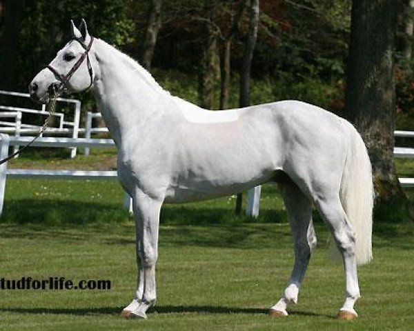 stallion President (Royal Warmblood Studbook of the Netherlands (KWPN), 1997, from Clinton)