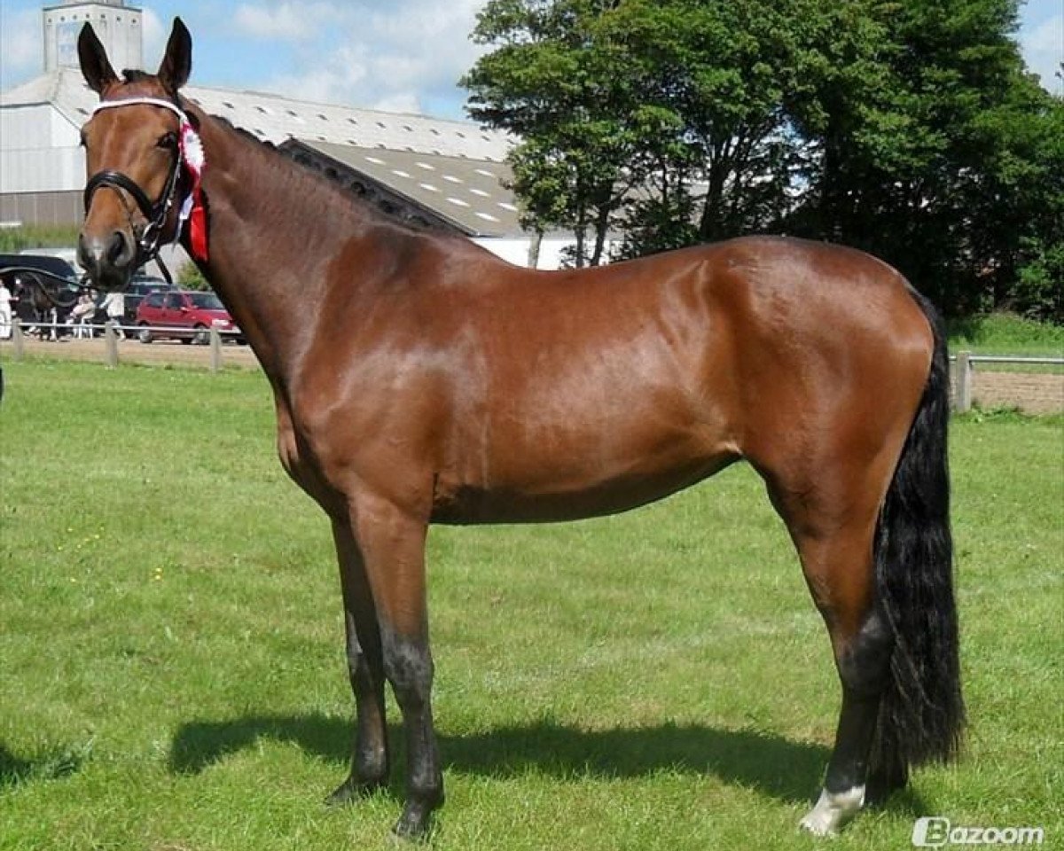 jumper Noerremoellehoejs Ariel (Danish Warmblood, 2007, from Bogegardens Apollo)