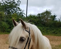 Zuchtstute Möhlenbeeks Santas Gold (Welsh-Cob (Sek. D), 2015, von Babalou)