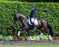 dressage horse Senator Nymphenburg (Westphalian, 2010, from Starnberg)