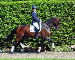 dressage horse Lord Surprise (Rhinelander, 2009, from Lord Loxley I)