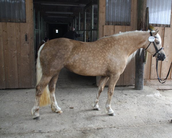 horse Möhlenbeeks Santas Diva (Welsh-Cob (Sek. D), 2013, from Babalou)
