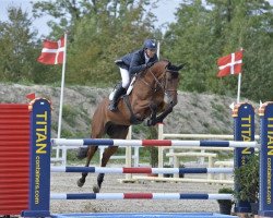 jumper Chacom Ask (Danish Warmblood, 2007, from Carson Ask)