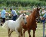 Zuchtstute Cayenne 222 (Deutsches Reitpony, 2010, von Fs Disagio)