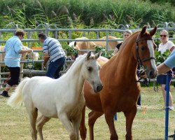 broodmare Cayenne 222 (German Riding Pony, 2010, from Fs Disagio)