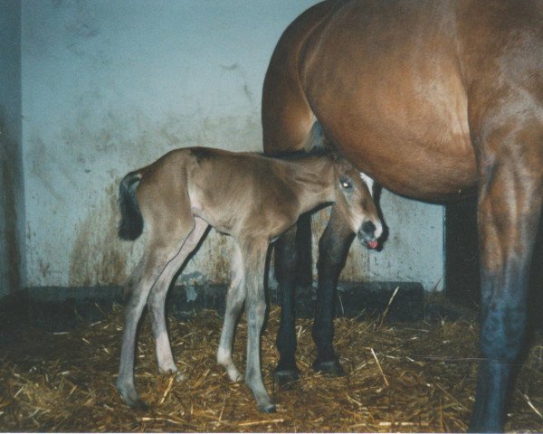 Pferd Ryu Kishin (Westfale, 2004, von Rosendahl)