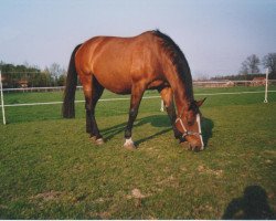 broodmare Rabana (Westphalian,  , from Regenbogen)