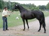 Zuchtstute Wangari K (Hannoveraner, 2005, von Welser)