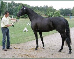 broodmare Wangari K (Hanoverian, 2005, from Welser)