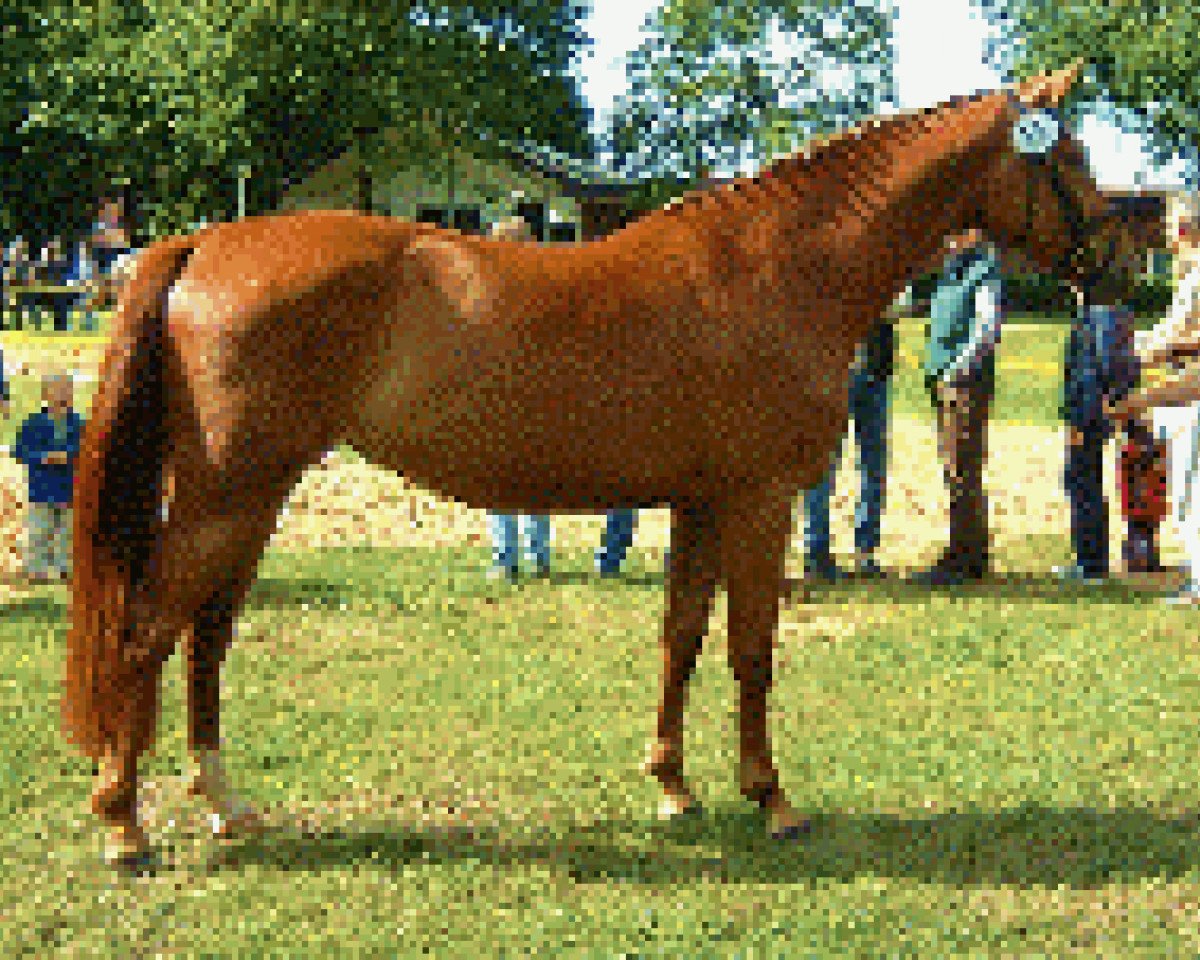 broodmare Amica (Hanoverian, 2000, from Acorado I)