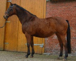 broodmare Ginett (Hanoverian, 1986, from Grenadier)