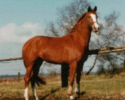 broodmare Wiesenbluete (Hanoverian, 1996, from Wolkenstein II)