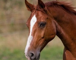 dressage horse Rubus (Württemberger, 1997, from Ricordo di Leny)