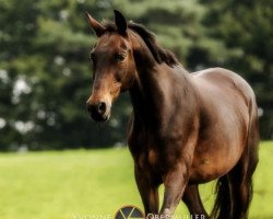 Pferd Jacky Lee (Trakehner, 1994, von Sir Chamberlain)