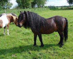 stallion Elvis Junior vom Fasanenweg (Shetland Pony, 2003, from Eros van stal Het Melkvonder)