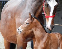 broodmare Galicia (Trakehner, 2013, from Saint Cyr)