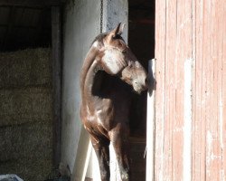 Pferd Dark Pepper (Hessisches Warmblut, 2003, von Donnerstar N)