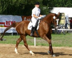 broodmare Giselle (Westphalian, 1999, from Gloucester)