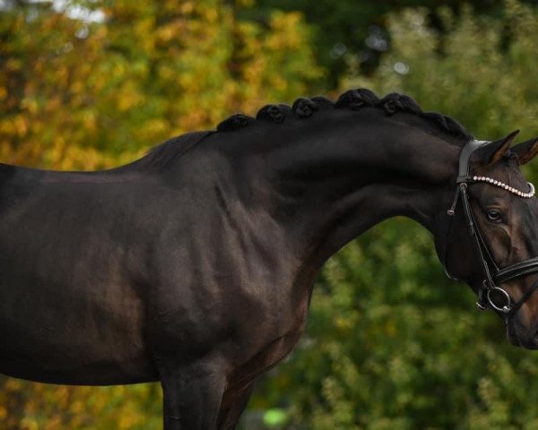 dressage horse Feiner Kerl 97 (German Sport Horse, 2017, from Feiner Fürst)