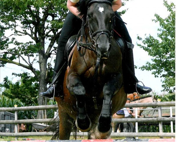 horse Ginabelle (Mecklenburg, 1992, from Gontard)