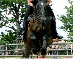 Pferd Ginabelle (Mecklenburger, 1992, von Gontard)