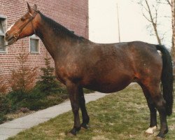 broodmare Duellfrau (Hanoverian, 1965, from Duellant 3586)