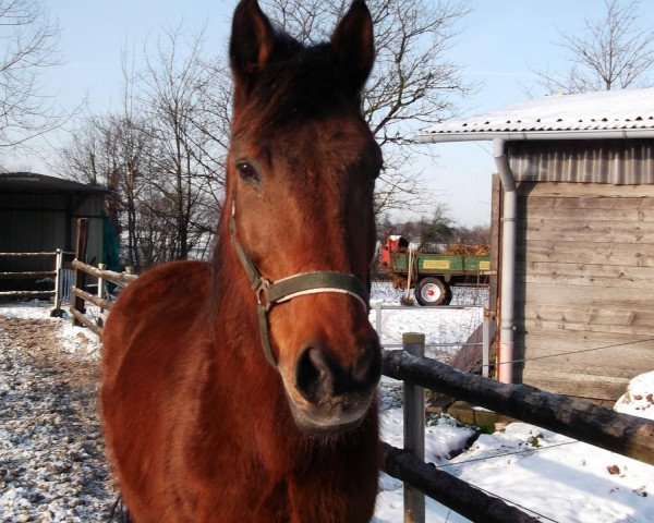 dressage horse Avellino 37 (Hanoverian, 1992, from Aalborg)