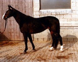 broodmare Matra (Hanoverian, 1972, from Matrose)