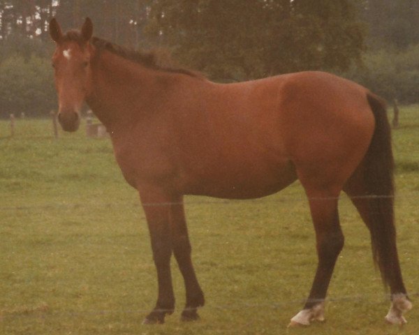 broodmare Wenatra (Hanoverian, 1976, from Wendekreis)