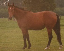 Zuchtstute Wenatra (Hannoveraner, 1976, von Wendekreis)