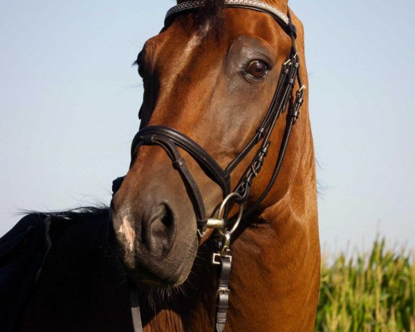 jumper Adonis 276 (Hanoverian, 1999, from A Jungle Prince)