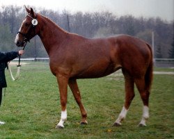 broodmare Santina (Hanoverian, 1988, from San Fernando 3)