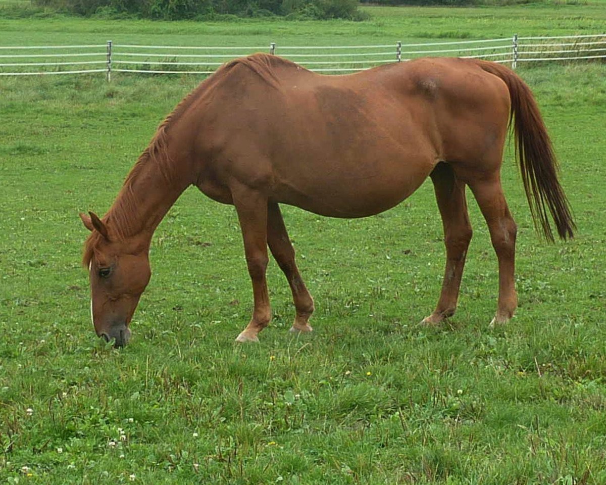 broodmare Antina (Hanoverian, 1992, from Augustinus xx)