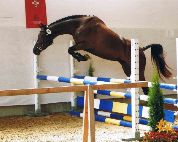 dressage horse Fatu Hiva GS (Westphalian, 2008, from Fifty Cent)