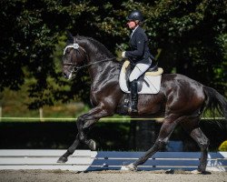 Dressurpferd Fidertraum CH (Schweizer Warmblut, 2015, von Fidertanz)