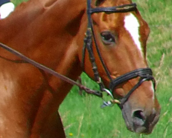 horse Lord Lycon (Trakehner, 1997, from Pomerol)