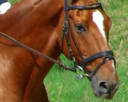 horse Lord Lycon (Trakehner, 1997, from Pomerol)