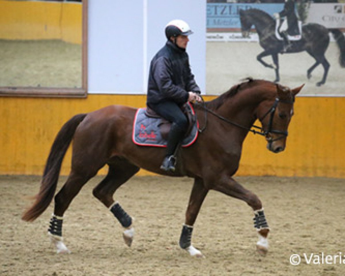dressage horse Flash Dance GS (Swiss Warmblood, 2010, from Fidertanz)